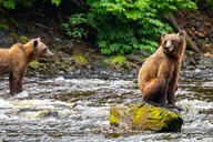 Juneau Bear Viewing Seaplane Tour thumbnail 3