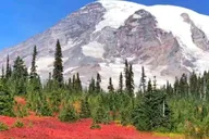 Seattle Mount Rainier National Park Day Tour thumbnail 3