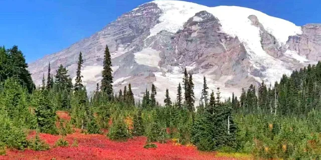Seattle Mount Rainier National Park Day Tour - Image 3