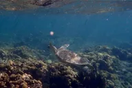 Big Pine Key Snorkel Tour at Looe Key thumbnail 1
