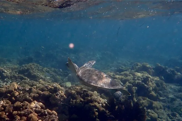 Big Pine Key Snorkel Tour at Looe Key - Image 1