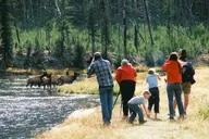 Yellowstone Lower Loop Tour thumbnail 4