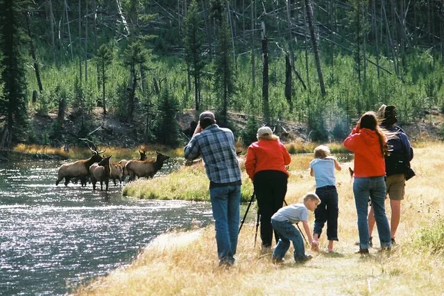 Yellowstone Lower Loop Tour - Image 4