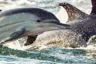 Cape May Whale and Dolphin Watching Cruise thumbnail 4