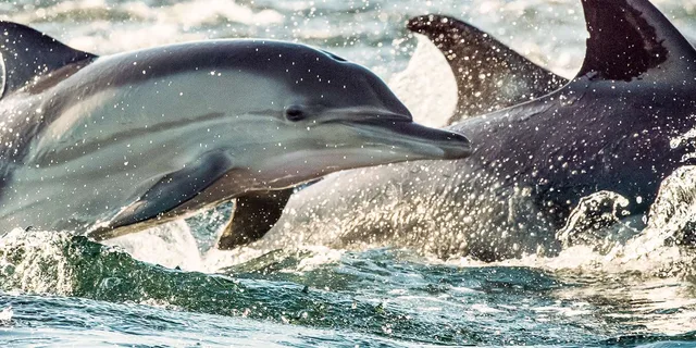 Cape May Whale and Dolphin Watching Cruise - Image 4