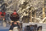 Fairbanks Dog Sledding and Mushing Experience thumbnail 2