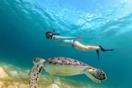 Waikiki Turtle Canyon Snorkeling Adventure thumbnail 1