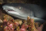 Lahaina Scuba Diving Intro from Shore 3 hr thumbnail 5