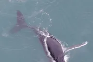 Hoonah Whale Watching and Drone Experience thumbnail 2