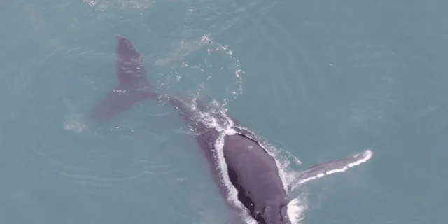 Hoonah Whale Watching and Drone Experience - Image 2