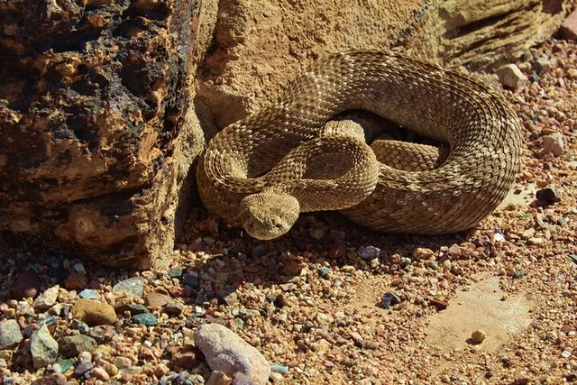 Sonoran Desert Reptile Hunting Tour 4 hr - Image 4