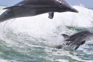 Destin Dolphin Cruise aboard the Hydrojet thumbnail 2