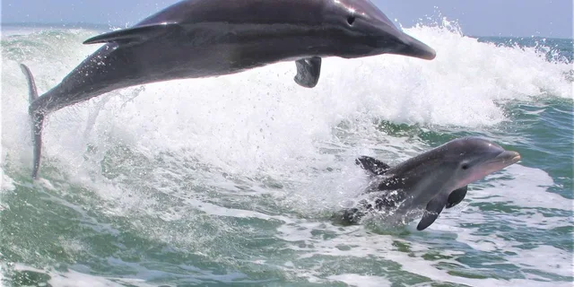 Destin Dolphin Cruise aboard the Hydrojet - Image 2