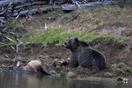 Cody Yellowstone Hot Spots Lower Loop Tour thumbnail 6