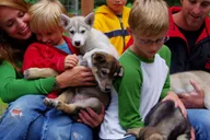 Seward Dog Sled Ride and Kenai Fjords Tour thumbnail 2