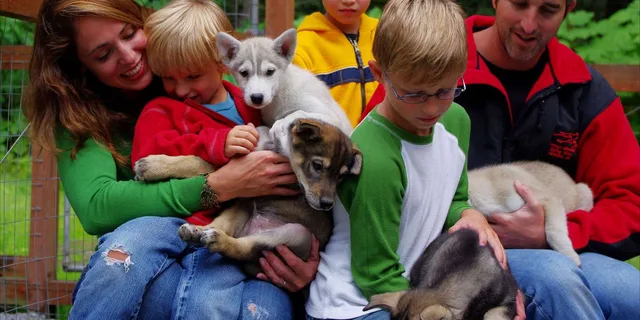 Seward Dog Sled Ride and Kenai Fjords Tour - Image 2