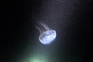 Phil Foster Park Night Snorkel Tour thumbnail 5