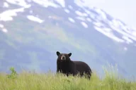 Anchorage Kenai Fjords & Denali National Park Tour 5 Days thumbnail 6