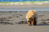 Homer Bear-Viewing Day Trip thumbnail 1