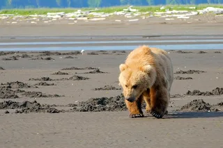 Homer Bear-Viewing Day Trip