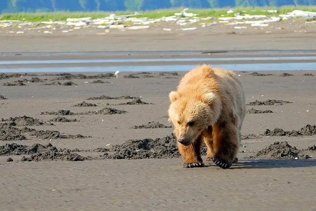 Homer Bear-Viewing Day Trip - Image 1