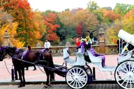 New York Central Park Horse-Drawn Carriage Ride 50 Min thumbnail 1