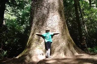 Gatlinburg Old Growth Forest Hike