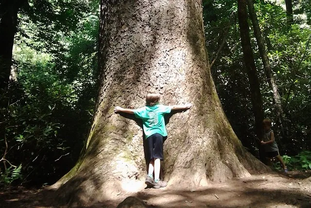 Gatlinburg Old Growth Forest Hike - Image 1