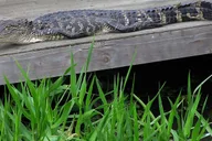 New Orleans Airboat and Destrehan Plantation Tour thumbnail 4