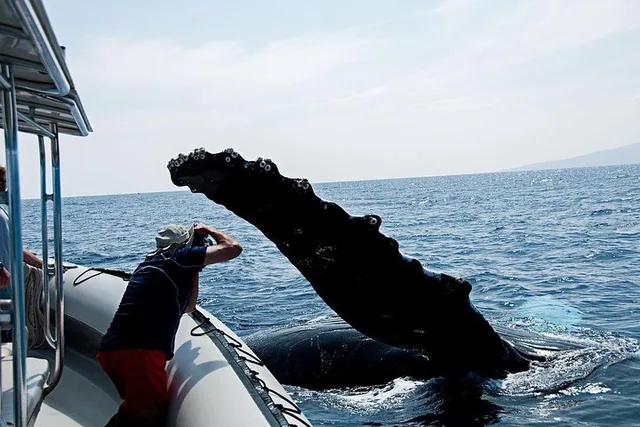 Lahaina Whale Watching Raft Tour 2 hr - Image 3