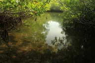 Key Largo Mangrove Eco-Tour 90 Min thumbnail 4