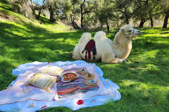Los Angeles Camel Trek and Ranch Experience - Image 5