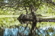 Miami Everglades Airboat Tour & Wildlife Show thumbnail 5