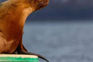 Bainbridge Island Sailing Adventure thumbnail 4