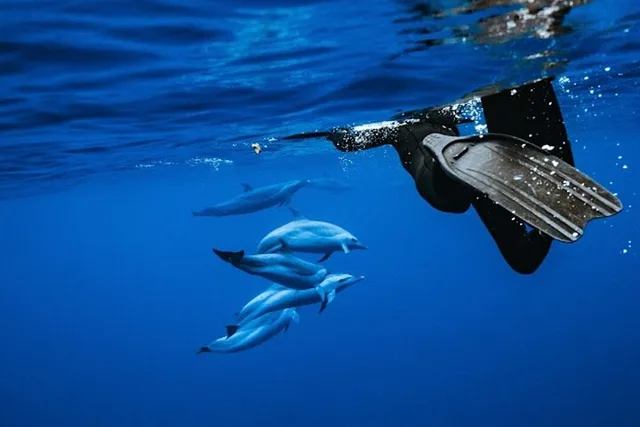Oahu Swim with Dolphins Catamaran Tour - Image 3