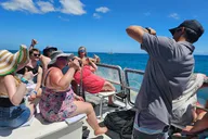 Honolulu Turtle Snorkeling Tour thumbnail 3