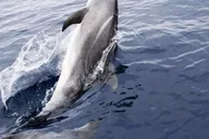 Panama City Beach Dolphin Sightseeing Catamaran Tour thumbnail 4