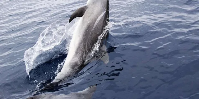 Panama City Beach Dolphin Sightseeing Catamaran Tour - Image 4