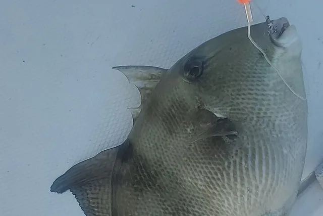 Englewood Offshore Fishing Charter - Image 5