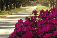 Charleston Boone Hall Plantation Tour with Transfers thumbnail 6