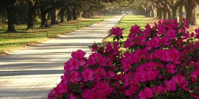 Charleston Boone Hall Plantation Tour with Transfers - Image 6