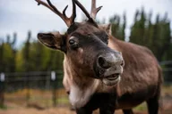 Fairbanks Reindeer Meet and Greet 30 min thumbnail 5