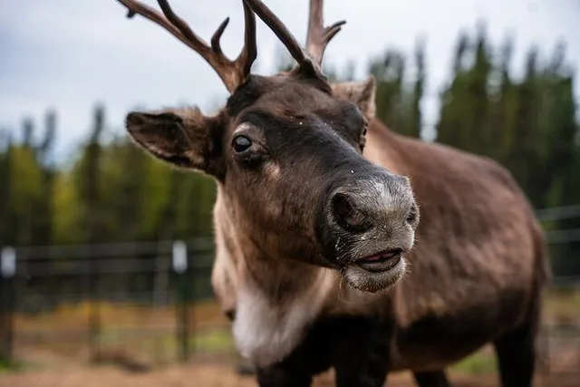 Fairbanks Reindeer Meet and Greet 30 min - Image 5