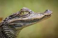 Miami Everglades Airboat Tour with Hotel Pickup thumbnail 2