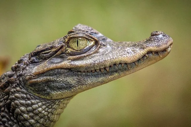 Miami Everglades Airboat Tour with Hotel Pickup - Image 2