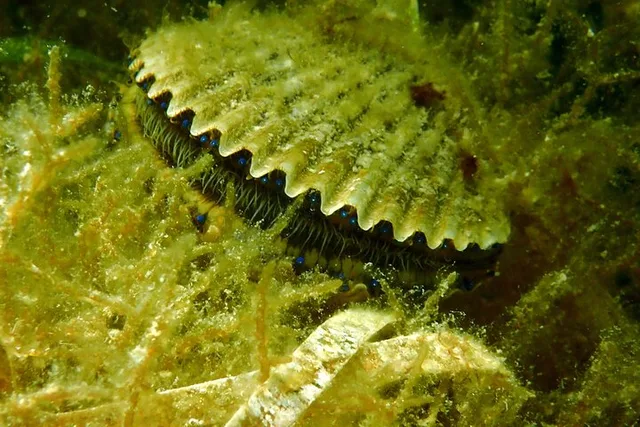Crystal River Scallop Hunt with In-Water Guide - Image 6