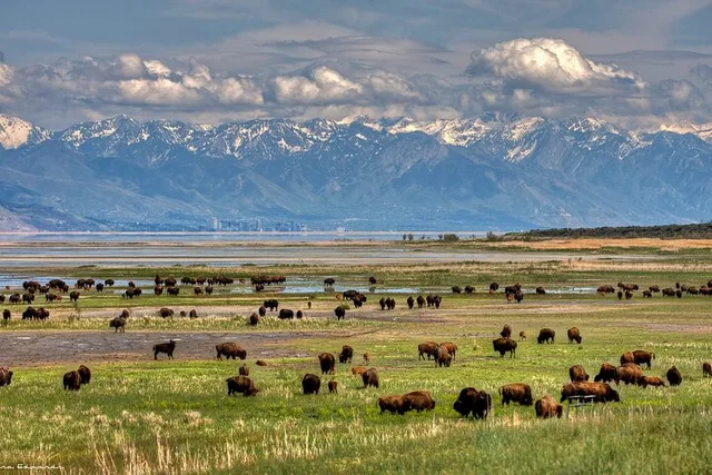 Grand Teton, Yellowstone, and Glacier National Parks Tour - Image 6