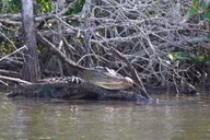 10,000 Islands Dolphin and Manatee Boat Tour thumbnail 6