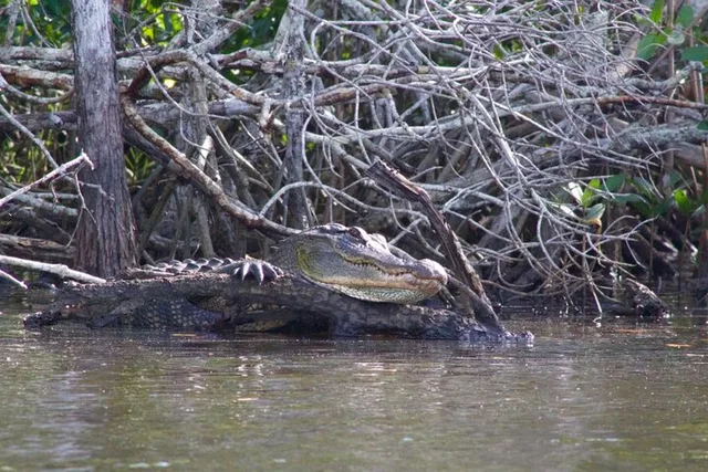 10,000 Islands Dolphin and Manatee Boat Tour - Image 6