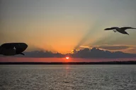 Orange Beach Dolphin and Sunset Cruise thumbnail 4